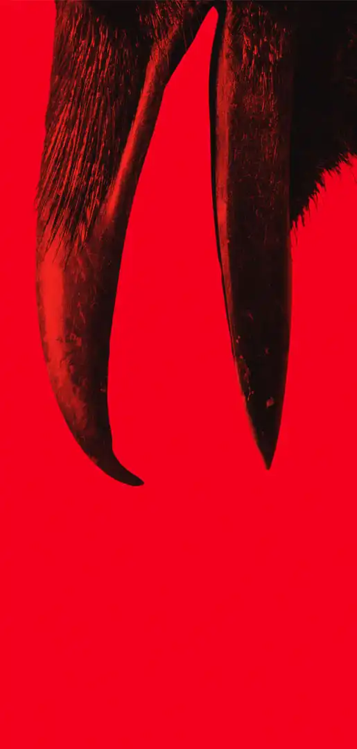 Відьма: Родове прокляття